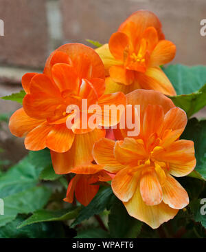 Begonia Aprikose Schattierungen Stockfoto