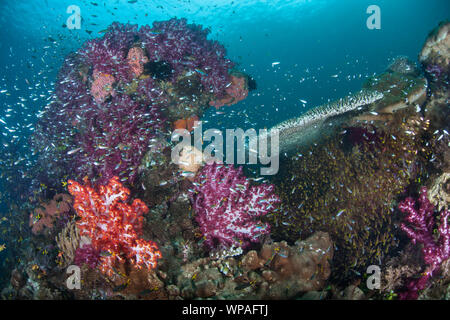 Eine erstaunliche Reihe von schönen weichen Korallen und bunte Fische gedeihen auf einer gesunden Riff Hang inmitten der fernen, tropischen Inseln von Raja Ampat, Indonesien. Stockfoto