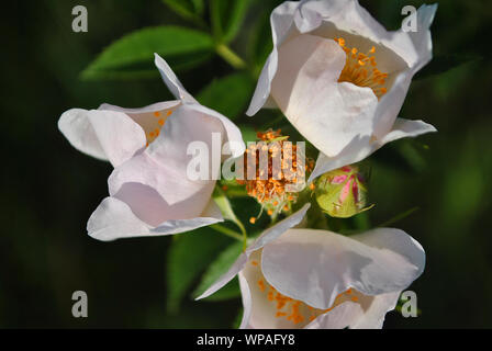 Hagebutten Blumen blühen Knospen auf Bush, sanfte Farbe Blumenblättern und gelben Stempel, weiche dunkle bokeh Hintergrund Stockfoto