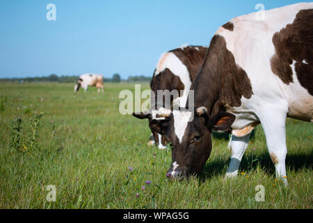 Schwarze und weiße Kühe auf einer Wiese an einem hellen und sonnigen Tag Stockfoto