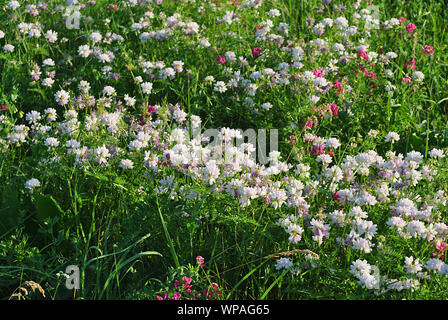 Securigera Varia (coronilla Varia), lila Krone vetch blühenden Blumen an sonnigen Frühling Glade, Blumen Hintergrund Stockfoto