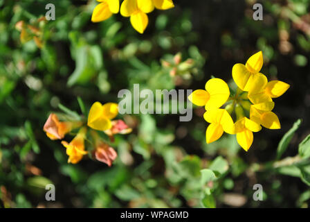 Lotus corniculatus (gemeinsame Vogel foot Trefoil oder deervetch, Eier und Speck, Bird's Foot trefoil) gelbe Blumen blühen auf weichen unscharf Gras backgro Stockfoto