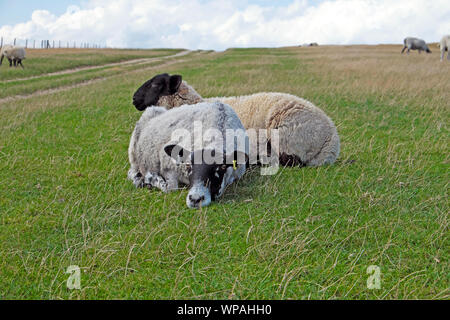 Müde alte Mutterschaf und Lamm auf der South Downs Way in der Nähe von Lewes in East Sussex, England UK KATHY DEWITT Stockfoto