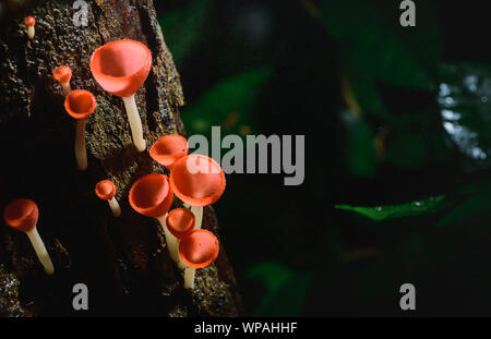 Pilze Pilz Champagner Schale Schale rot oder rosa brennen Schale, Tarzetta Rosea (REA) Dennis (Pyronemataceae), gefunden in den Regenwäldern von Zentral Thailand. Stockfoto