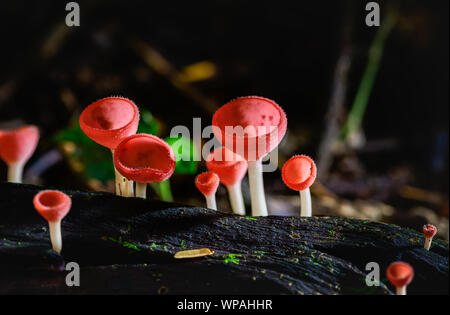 Pilze Pilz Champagner Schale Schale rot oder rosa brennen Schale, Tarzetta Rosea (REA) Dennis (Pyronemataceae), gefunden in den Regenwäldern von Zentral Thailand. Stockfoto