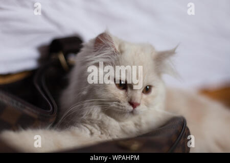 Fluff-ball das Kätzchen Stockfoto