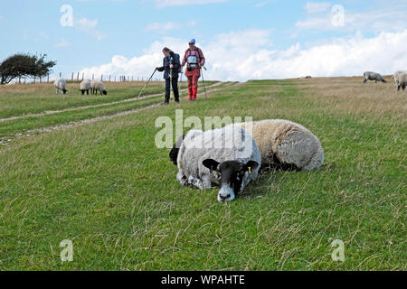 Spaziergänger, Wanderer, Menschen in die Landschaft vorbei gehen müde alte Mutterschaf und Lamm auf der South Downs Way in der Nähe von Lewes in East Sussex, England UK KATHY DEWITT Stockfoto