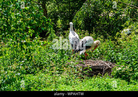 Ein Weißstorch steht auf einem Bein an seinem Nest, auf dem Boden der grossen Sticks inmitten dichten, grünen Vegetation gebaut, während sein Gehilfe in der Nähe steht Stockfoto