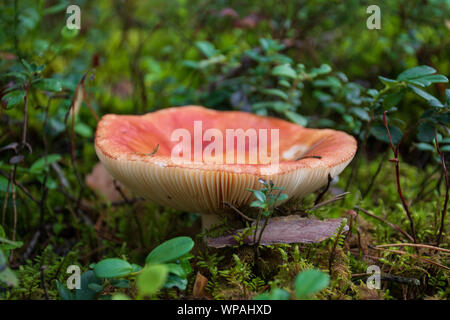 Essbare kleine Pilz Psathyrella mit Rot rotbraun Gap in Moss Herbst Wald Hintergrund. Pilz in der natürlichen Umwelt. Big Pilz Makro Nahaufnahme Stockfoto
