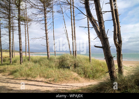 Rhosneigr Warren National Nature Reserve, Ynys Llanddwyn Island, Anglesea, North Wales, UK Stockfoto