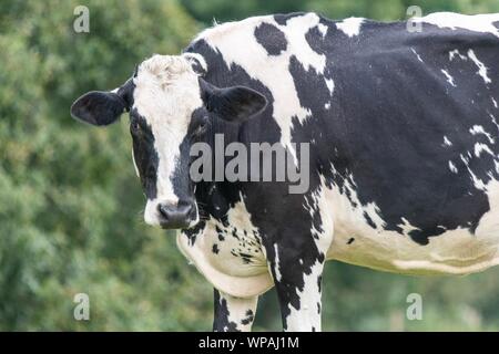 Eine Nahaufnahme Foto von einem schwarzen und weissen Kuh in einem Feld Stockfoto