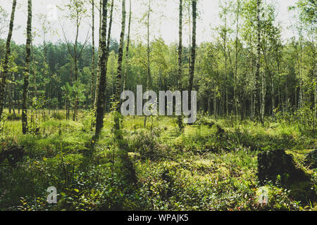 Grünen Sümpfe in alten Wäldern während der frühen Sommermorgen Zeit Stockfoto