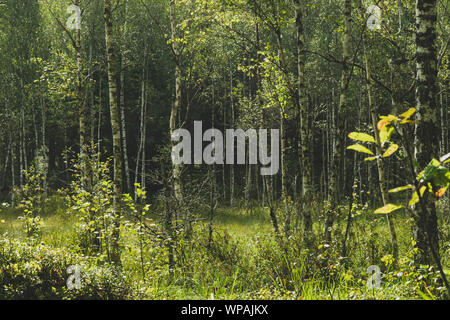 Grünen Sümpfe in alten Wäldern während der frühen Sommermorgen Zeit Stockfoto
