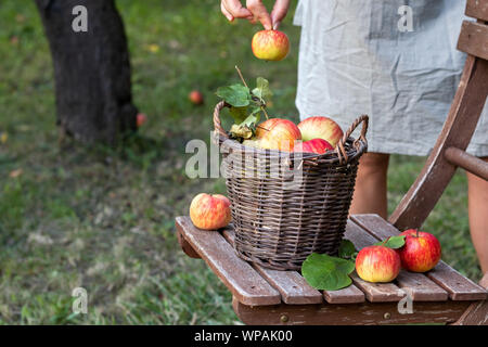 Ein Korb mit Äpfeln auf einem Gartenstuhl, im Freien Stockfoto