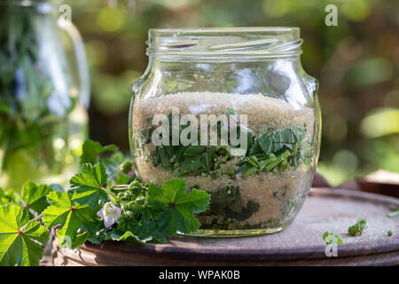 Vorbereitung der Malve Sirup gegen Husten aus frischen Malva neglecta Anlagen- und Rohrzucker Stockfoto