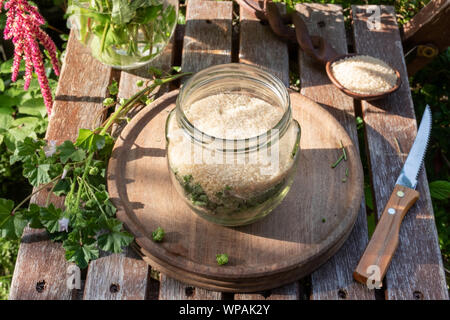 Vorbereitung der Malve Sirup gegen Husten aus frischen blühenden Malva neglecta Anlage und Rohrzucker, im Freien Stockfoto