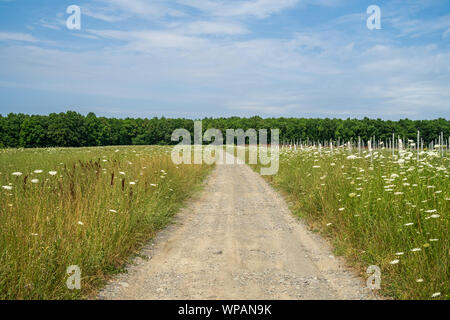 Eine unbefestigte Straße durch einen Sommer Feld ausdehnen in die Ferne. Stockfoto