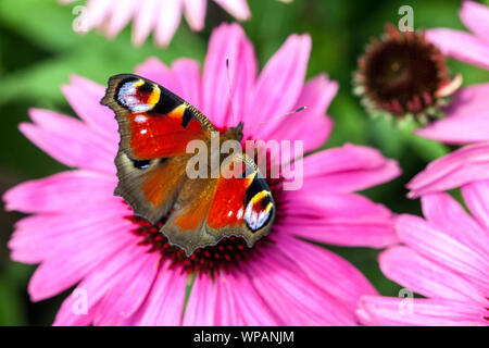 Schmetterling auf Blume Fütterung Nektar, Purple Koneflower, Pfau Schmetterling auf Blume Aglais io auf Echinacea Blume sitzen Stockfoto