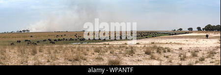 Wasser büffelherde vor einer Steppe Feuer auf dem Trockenen Chobe River in Botsuana Stockfoto