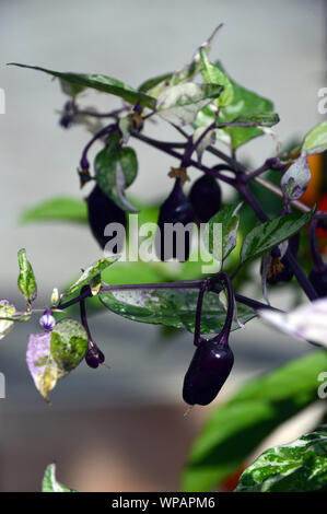 Chili (Purple Tiger) mit panaschierten Blättern in einem Topf im Grünen Haus an RHS Garden Harlow Carr, Harrogate, Yorkshire gewachsen. England, UK. Stockfoto