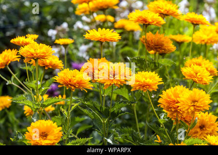 Falsche Sonnenblume, Heliopsis helianthoides var. Scabra 'Sonnenschein', gelbe Blüten Stockfoto