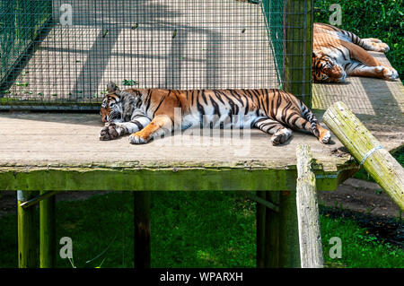 Zwei der Sumatra-tiger snooze im warmen Sommer Sonnenschein, während er auf einen erhöhten hölzernen Plattform hinter Stahlgeflecht zu schützen die Betrachtung öffentlichkeit Stockfoto