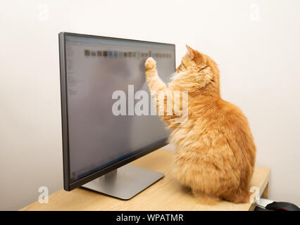 Nahaufnahme eines Ingwer Katze sitzt auf einem Schreibtisch und zeigt auf den Computerbildschirm. Stockfoto