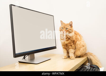 Nahaufnahme eines Ingwer Katze sitzt auf einem Tisch in der Nähe des Computers. Stockfoto