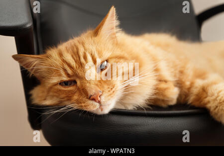 Nahaufnahme eines Ginger cat liegen auf einem schwarzen Ledersessel. Stockfoto