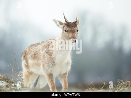 Nahaufnahme eines jungen Damwild im späten Herbst, UK. Stockfoto