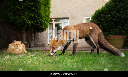 Nahaufnahme einer Katze und Fuchs im Garten, UK. Stockfoto