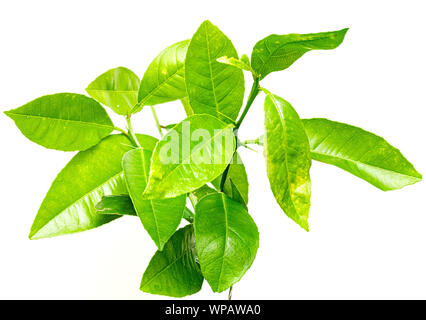 Lemon Tree Blätter Zweig auf weißem Hintergrund Stockfoto