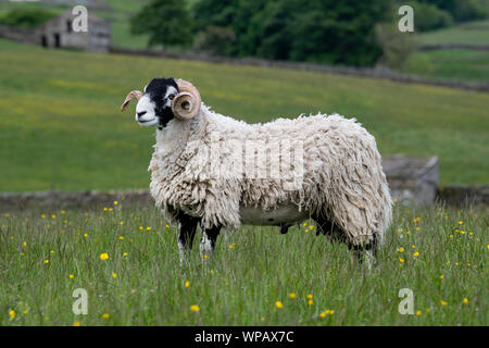 Swaledale ram in traditionellen Hochland Weide, Hawes, North Yorkshire, UK. Stockfoto