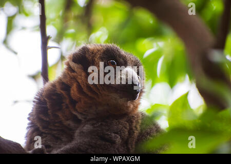 Der Mungo lemur (Eulemur mongoz) kostenlos in Madagaskar Wald. Kleine Primas in der Familie Lemuridae. Portrait von wilden Mongoose lemur, Afrika, 2019. Stockfoto