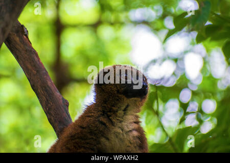 Der Red-bellied Lemur, Eulemur rubriventer, in Freiheit, auf Zweig in Madagaskar stehen. Wild Red-Bellied Lemur, wachsam, wachsam, Afrika 2019. Stockfoto