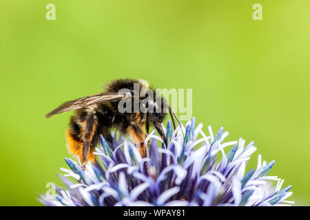 Hummel füttert Nektar Hummel auf Blume, Nahaufnahme Blue Globe Thistle Stockfoto