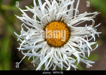 White Shasta Daisy, Leucanthemum × superbum ‘Shapcott Gossamer’ juni Blume Stockfoto