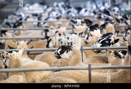 Herde von maultier Mutterschafe in Auktion mart an eine Zucht Verkauf, Lancashire, UK. Stockfoto