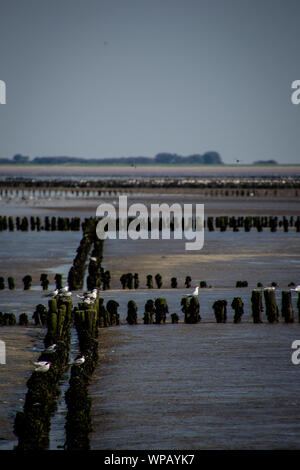 Ein Cluster von ruhende Möwen auf Holz- Beiträge am Meer während der Ebbe in Herkingen, Niederlande, im August 2019 Stockfoto