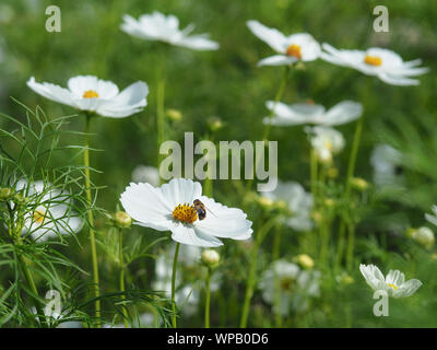 Weiß Cosmos Blumen in einem Garten mit einem Gast honey bee Stockfoto
