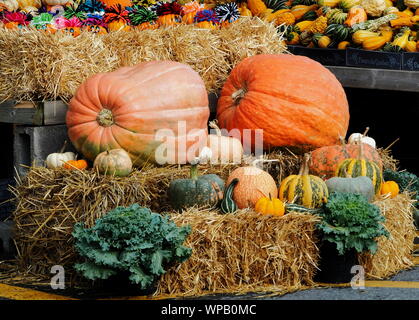 Verschiedene Sorten von Kürbis, Zucchini und Kürbisse auf Stroh Strohballen mit gemalten Miniatur Jack-o-lanterns und Kale Stockfoto