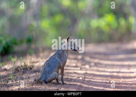 Golden Schakal oder gemeinsamen Schakal oder Canis aureus in Kanha Nationalpark, Madhya Pradesh, Indien Stockfoto