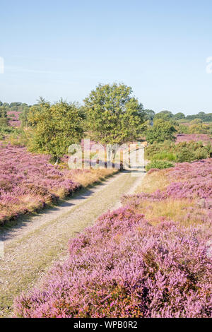 Westleton Heide National Nature Reserve, durch die Norfolk Wildlife Trust, Suffolk, England, Großbritannien, verwaltet Stockfoto