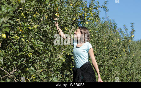 Jugendmädchen Äpfel pflücken im Obstgarten. Stockfoto