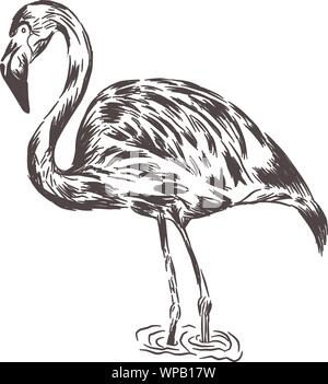 Flamingo Vector Illustration auf weißem Hintergrund Stock Vektor