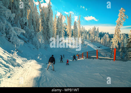 Beliebte Winter Skigebiet mit gefrorenen Bäume und Landschaft. Aktive Skifahrer skifahren Skifahren und genießen die Natur, Poiana Brasov, Karpaten, Transylv Stockfoto