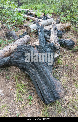 Die Überreste eines Waldbrand in der Deschutes National Forest West von Bend, Oregon durch die Tumola fällt. Stockfoto