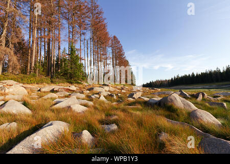 Oderteich im Harz Stockfoto