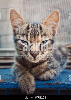 Schönen grauen drei Monate kitten posiert im Freien wie eine Sphinx sitzt. Adorable junge Katze portrait Suchen sneaky auf Kamera, schöne blaue Augen. Stockfoto