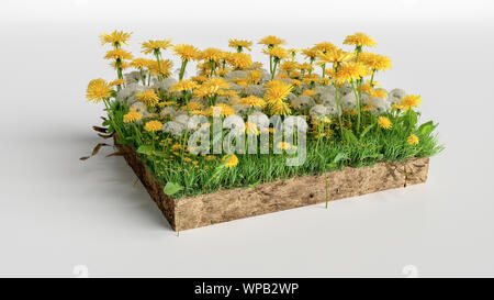 Realistische 3D-Rendern cutaway Terrain, 3D-Illustration Boden Boden Querschnitt mit Erde land und grünes Gras, Blumen Stockfoto